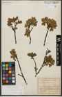 Foto von Salix waldsteiniana Willd.